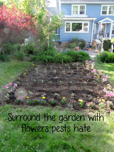 5 Things You Can Do to Get Your Garden Growing