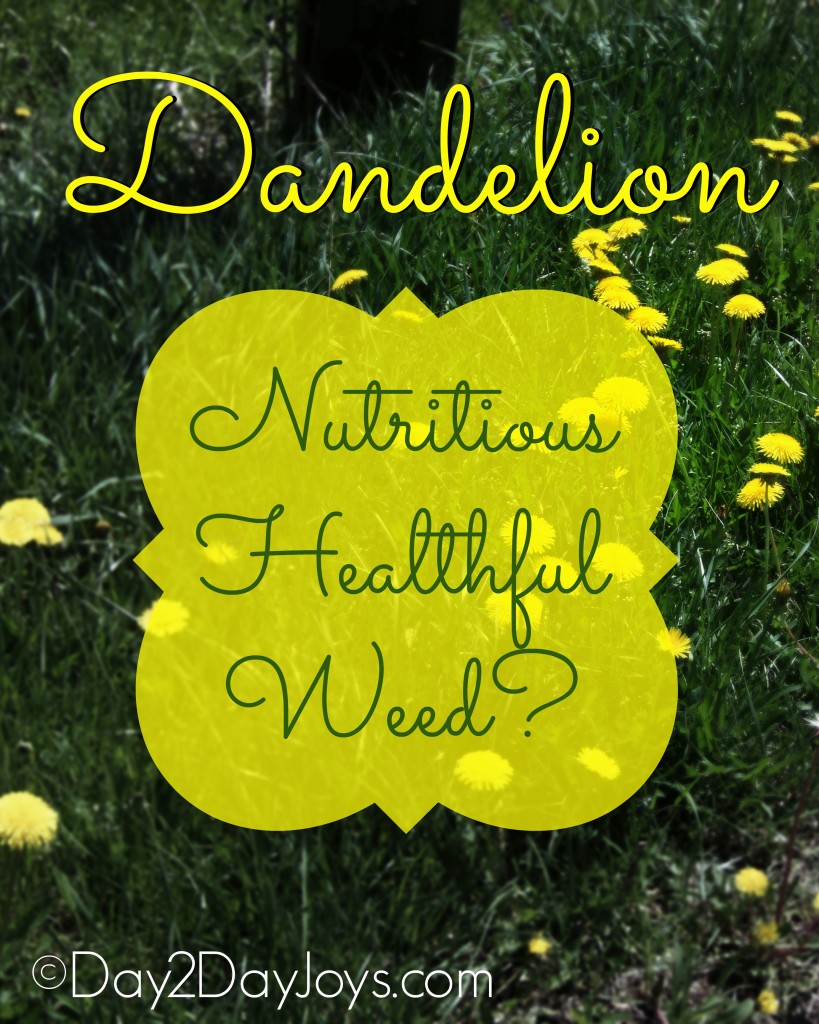 Dandelion Healthful Weed